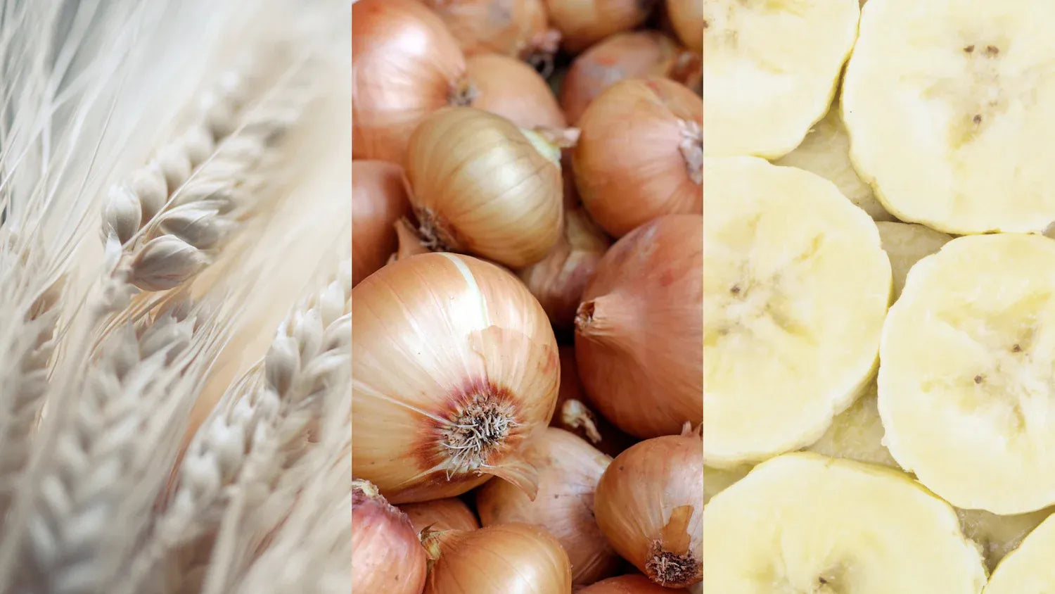 How fructan hydrolases break down fructan, a FODMAP group, to aid digestion