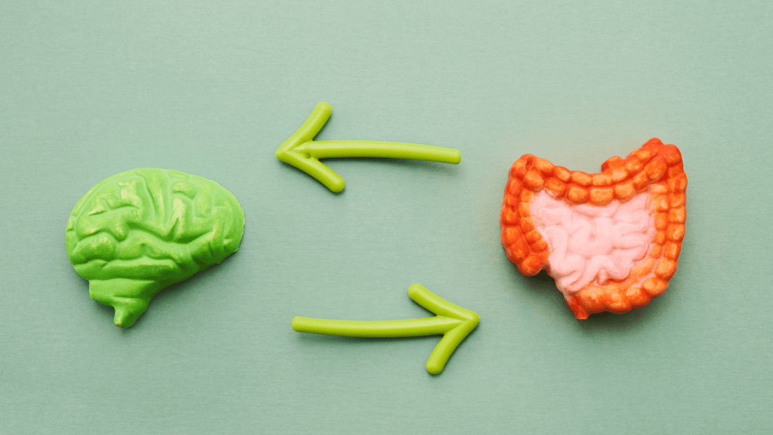 Gut Brain Axis: The Connection Between Stress, Digestion & IBS - FODZYME