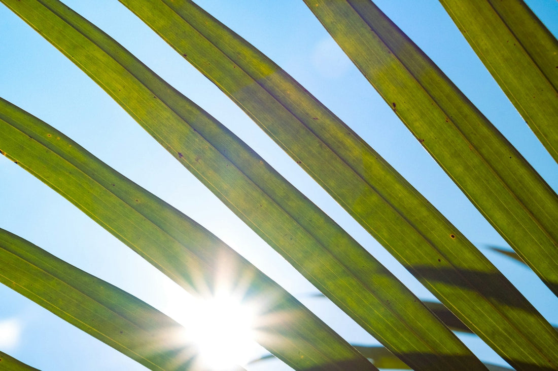 How might climate change impact fructan composition of food crops? - FODZYME