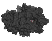 <p>Our fructan hydrolase is the first ever enzyme to target fructans like inulin, fructo-oligosaccharides (FOS), and levan.</p>